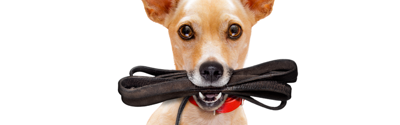 How Daily Dog Walks Can Transform Lives How Daily Dog Walks Can Transform Lives